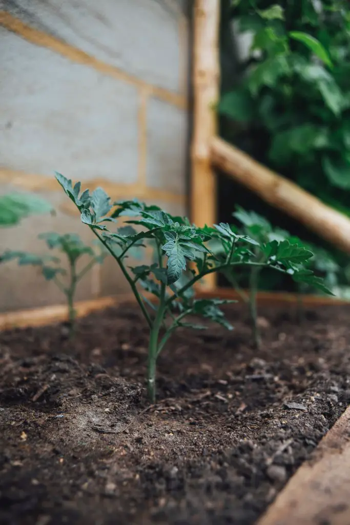 tomato plant spacing