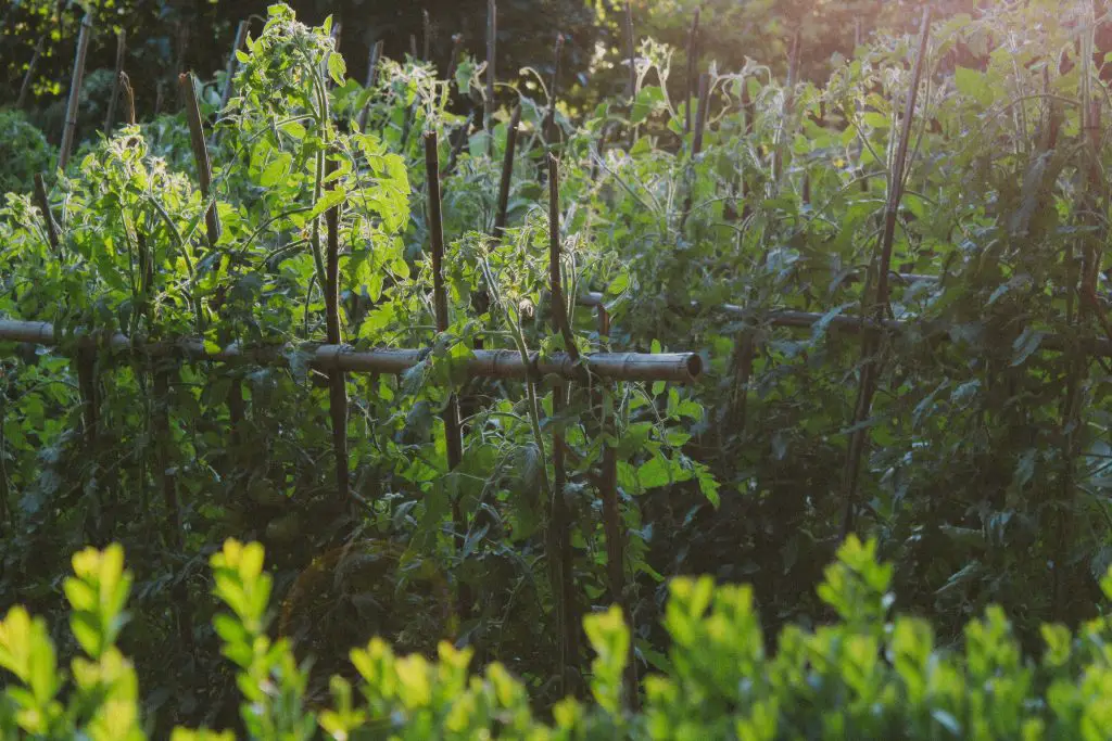 tomato plant spacing