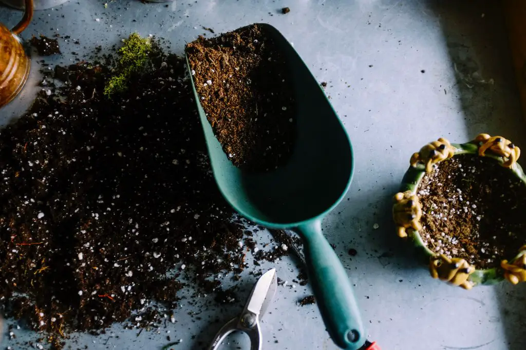 coffee grounds mulch